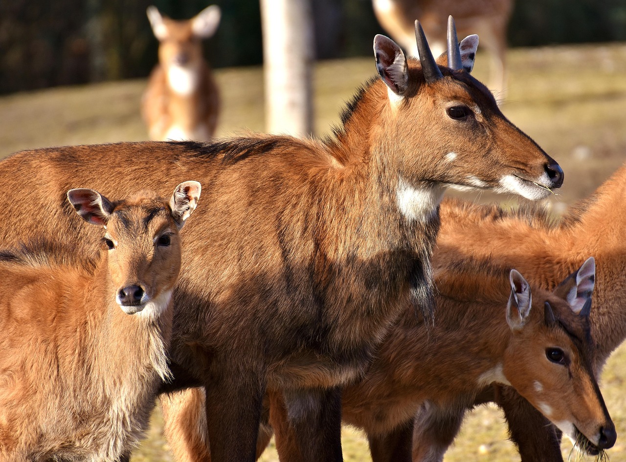 deer-goat-antelope-3044156_1280